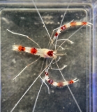 Stenopus hispidus - Gebänderte Scherengarnele