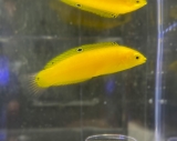 Halichoeres chrysus - Kanarien-Lippfisch Halichoeres chrysus - Kanarien-Lippfisch