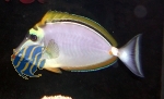Naso elegans - Indischer Gelbklingen-Nasendoktor Naso elegans - Indischer Gelbklingen-Nasendoktor
