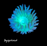 MM Duncanopsammia axifuga - Einzelpolyp