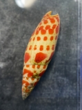 Mitra mitra/papalis - Mitraschnecke