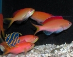 Pseudanthias dispar - Sichel Fahnenbarsch (Set mit 3 Stück) Pseudanthias dispar - Sichel Fahnenbarsch (Set mit 3 Stück)