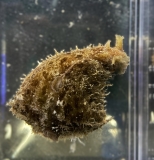 Dolabella auricularia (Seehase)