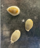 Monetaria (ehemals Cypraea) annulus/moneta - Kaurischnecke