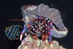 Clibanarius tricolor-Blaubein-Einsiedlerkrebs (10er pack)