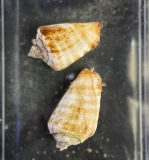 Strombus (Conomurex) luhuanus - Kegelfechterschnecke