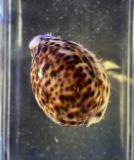 Cypraea tigris - Tigerschnecke oder Porzellanschnecke