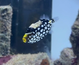 Balistoides conspicillum- Leoparden Drückerfisch (small/medium)