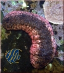Holothuria edulis - Essbare Seewalze Holothuria edulis - Essbare Seewalze
