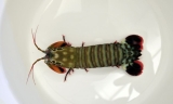 Odontodactylus scyllarus-Clown Fangschreckenkrebs Odontodactylus scyllarus-Clown Fangschreckenkrebs