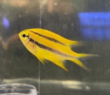 Neoglyphidodon nigroris - Behn´s Riffbarsch