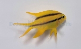 Neoglyphidodon nigroris - Behn´s Riffbarsch Neoglyphidodon nigroris - Behn´s Riffbarsch