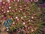 MM Pachyclavularia violacea