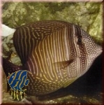 Zebrasoma desjardinii - Red Sea Sailfin Tang
