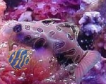 Synchiropus picturatus - LSD-Leierfisch (Männchen)